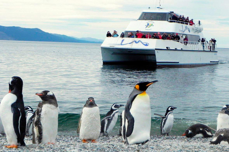 Ushuaia: Boat Trip to Isla Martillo: Penguins in the Beagle Channel Ushuaia: Navigation to Martillo Island: Penguins along the Beagle Channel