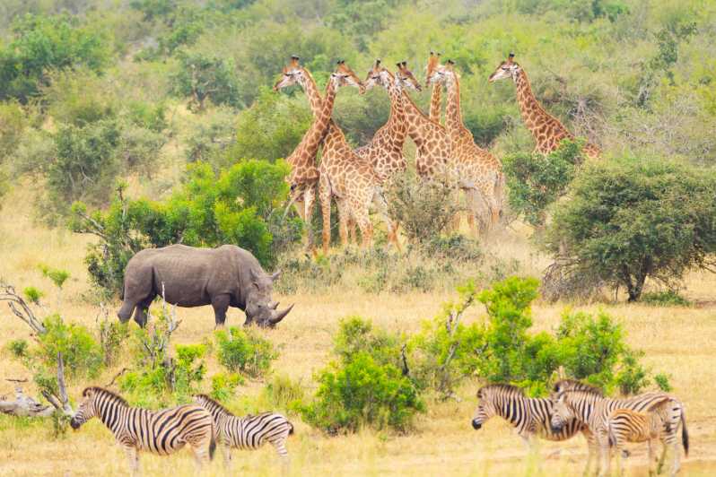 Desde Hoedspruit: Safari de día completo del Parque Nacional Kruger