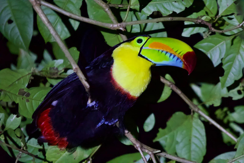 Tortuguero: Odkryj ukryte nocne życie lasu deszczowego