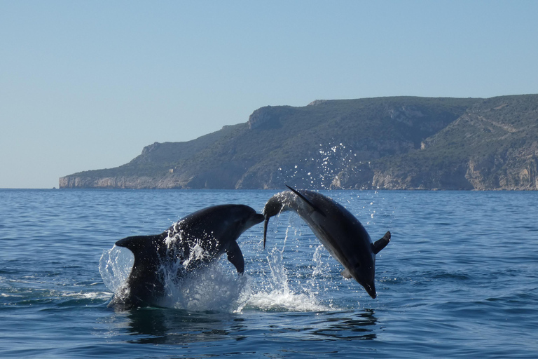 Sesimbra: Tour in barca per l&#039;osservazione dei delfini di Arrábida con biologoSesimbra: Tour in barca con biologo per l&#039;osservazione dei delfini di Arrábida