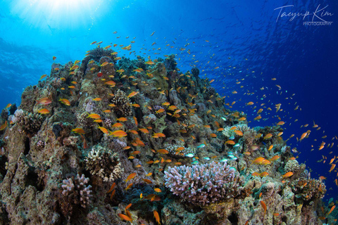 Aqaba Shore Diving Black Rock and Rainbow Reef Site