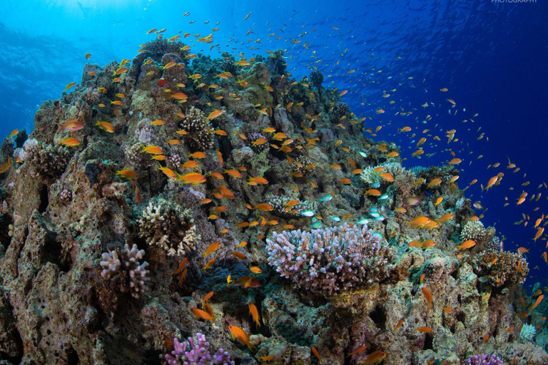 Aqaba Shore Diving Black Rock and Rainbow Reef Site