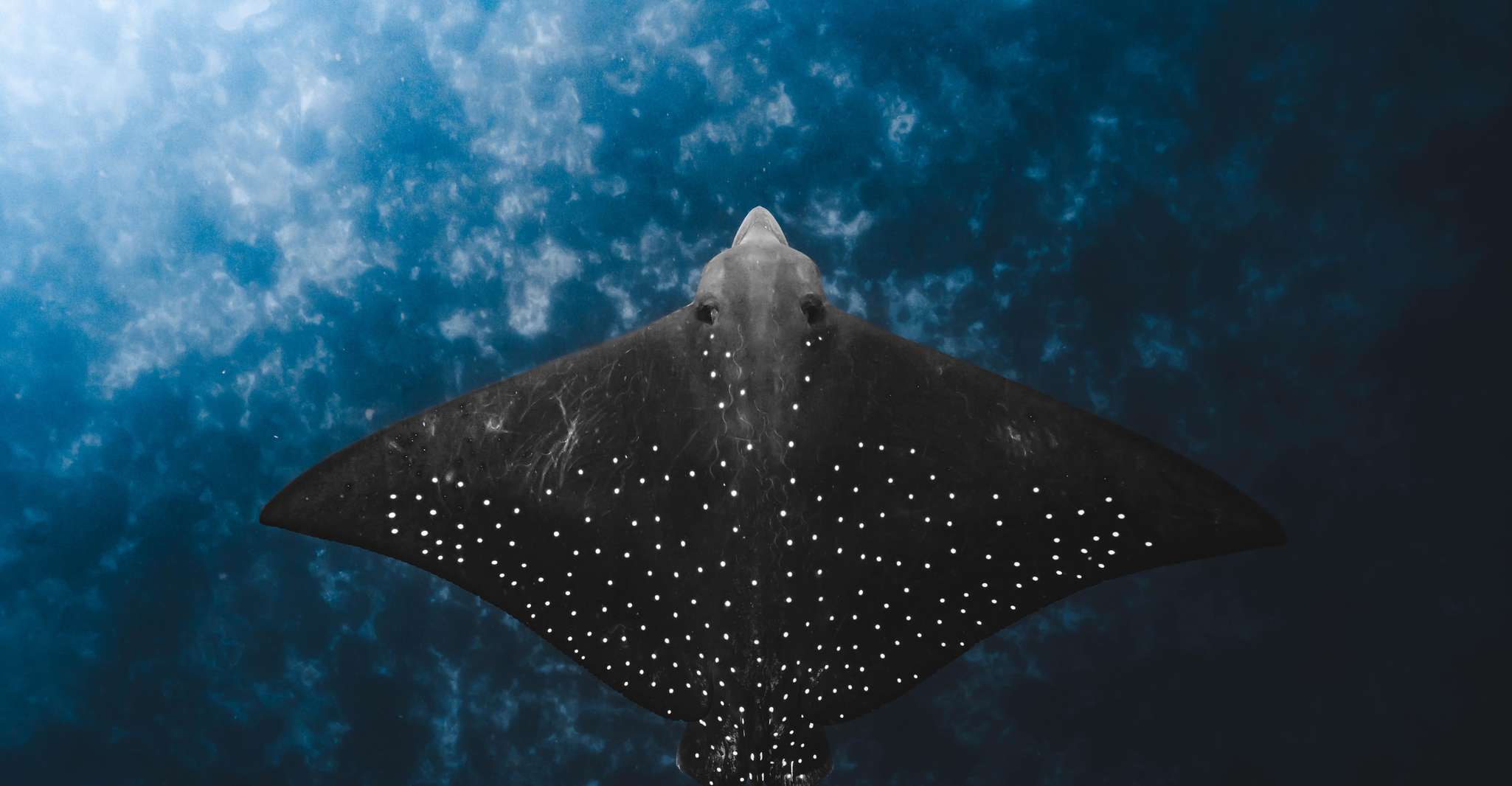 Byron Bay: Snorkeling Tour at Julian Rocks, Nguthungulli photo 9