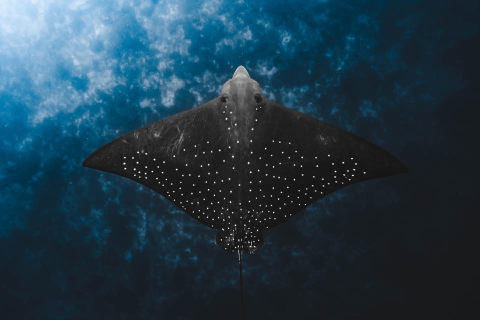 Brunswick Heads Snorkeling Byron Bay Tour at Julian Rocks GetYourGuide