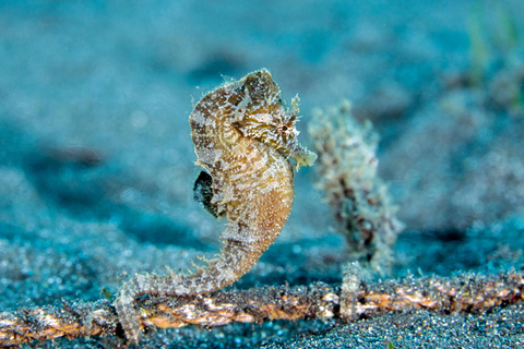 Madeira: Full-Day Dive Pack