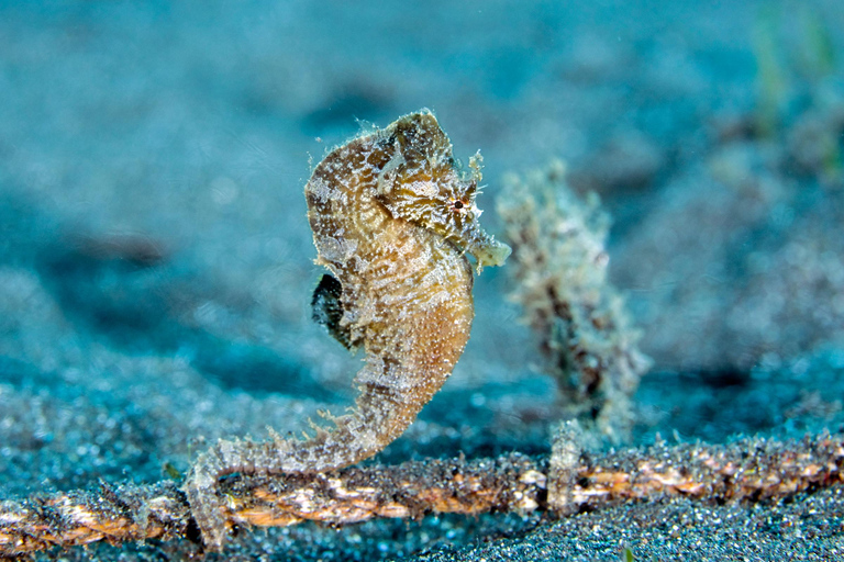 Madeira: Full-Day Dive Pack