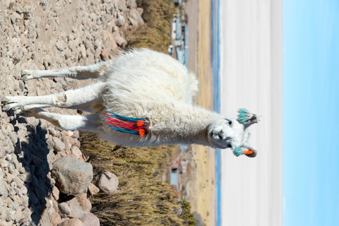 San Pedro de Atacama: Uyuni Salt Flat Tour