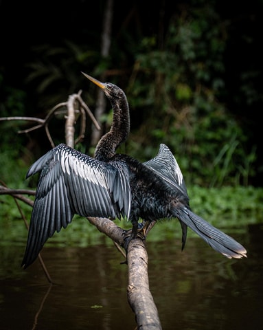 Tortuguero: Trip to Puerto Moin Limón (South Caribbean)