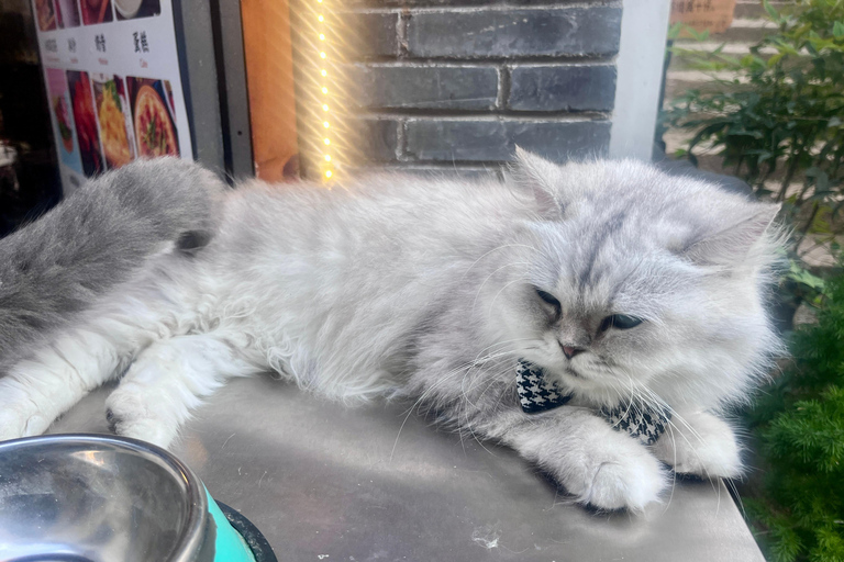 Shanghai: Zhujiajiao Waterstad met kalligrafie-ervaring