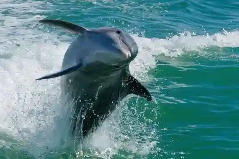 Praia da Madeira: Snorkeling em Egmont Key e cruzeiro com golfinhos