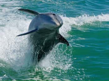 Madeira Strand: Egmont Key Schnorcheln und Delfin-Kreuzfahrt