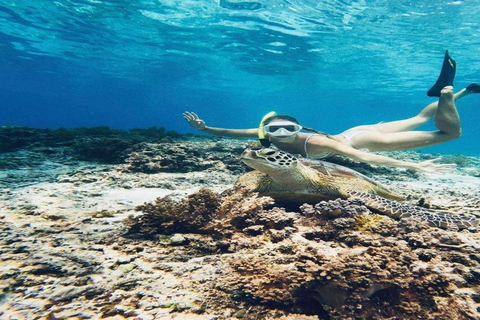 Gili Trawangan: Snorkeling privado com tartarugas e estátuaOpção 2 : Snorkeling privado 2 horas (Ponto de encontro Gili T)