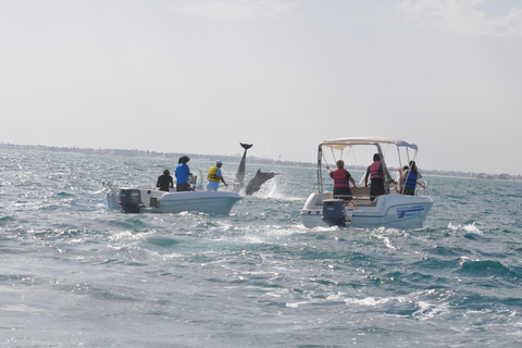 Djerba: Half-Day Boat Trip, Dolphin Watching, Swimming, and Lunch