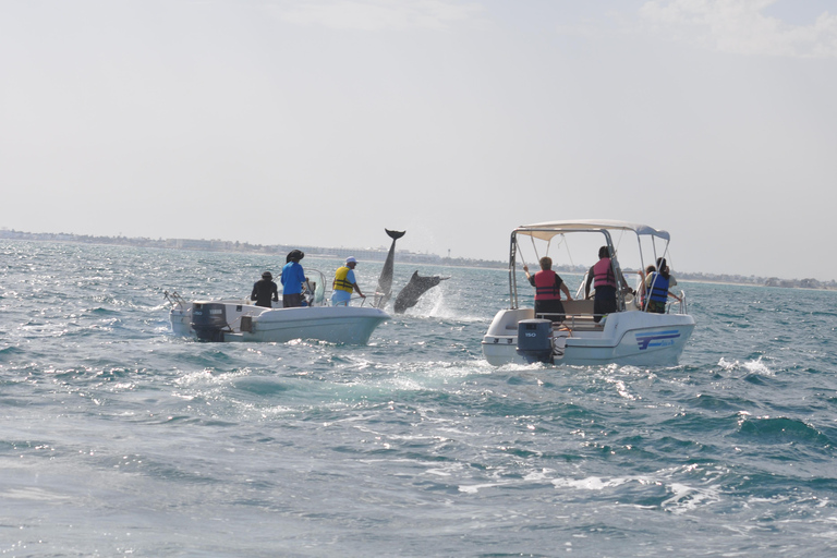 Djerba: Half-Day Boat Trip, Dolphin Watching, Swimming, and Lunch