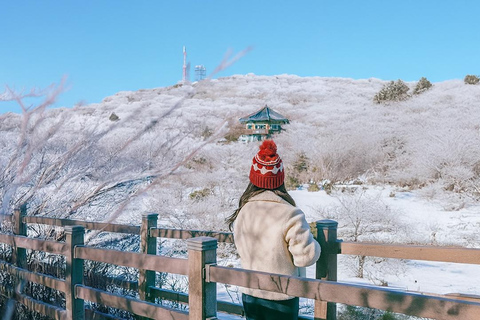 Jeju: Winter SouthWest Tangerine Pick, Snow, Camellia, Tour