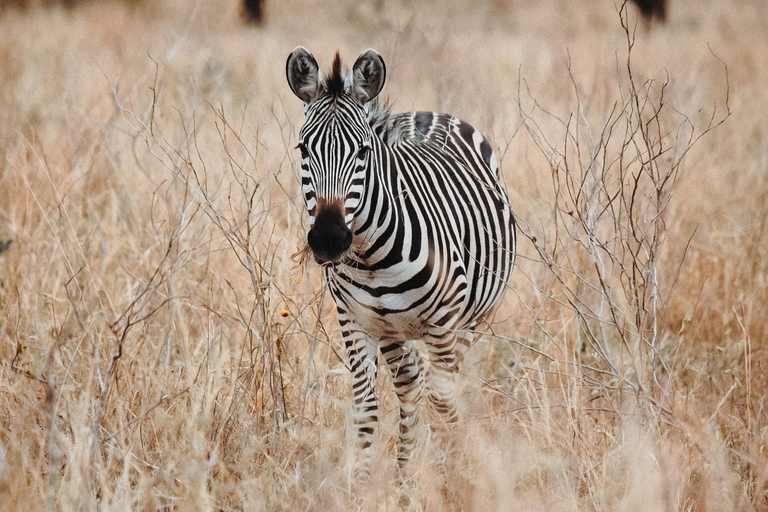 Tarangire National Park Day Trip with Pickup from Arusha