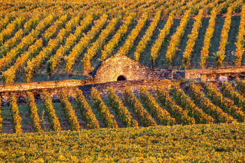 Small group full day tour in the Burgundy vineyards