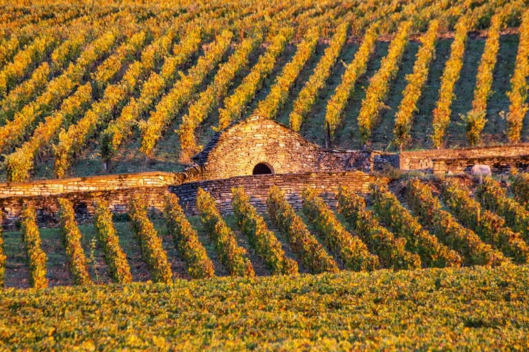 Small group full day tour in the Burgundy vineyards