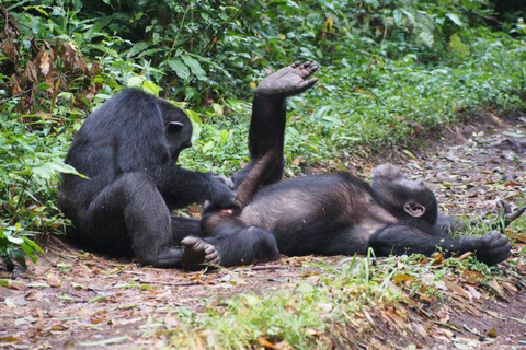 Nairobi: tour di un giorno a Ol Pejeta da NairobiNairobi: Tour di un giorno di Ol Pejeta da Nairobi