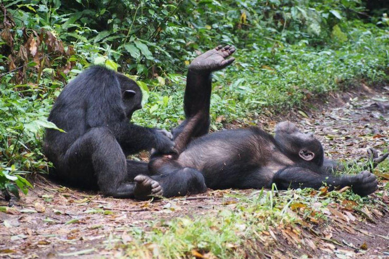 Nairobi: tour di un giorno a Ol Pejeta da NairobiNairobi: Tour di un giorno di Ol Pejeta da Nairobi