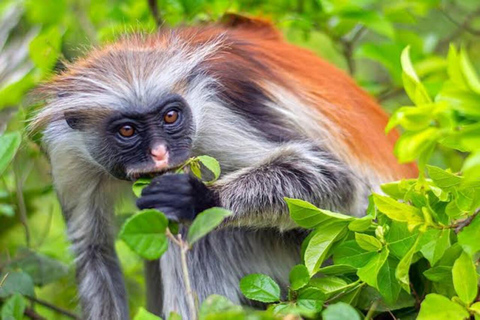 Zanzibar: Jozani & Salaam Monkeys, Mangroves & Secret Beach