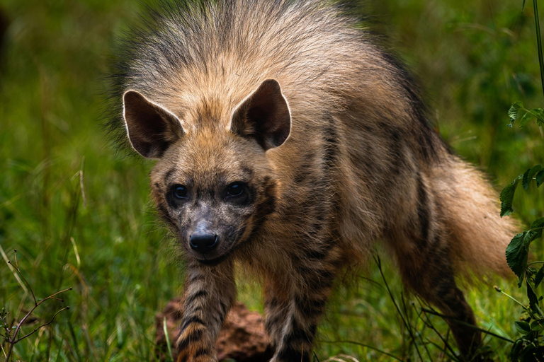 Jaipur : billet d'entrée pour le parc biologique de NahargarhJaipur : billet d'entrée au parc biologique de Nahargarh
