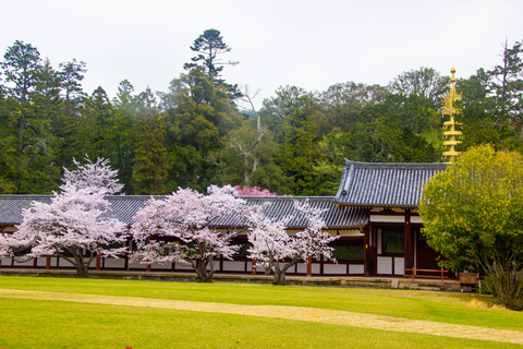 Nara Cherry Blossom Highlights Spring Day Tour from Osaka Shared Tour, Meet at Tsurutontan Soemoncho