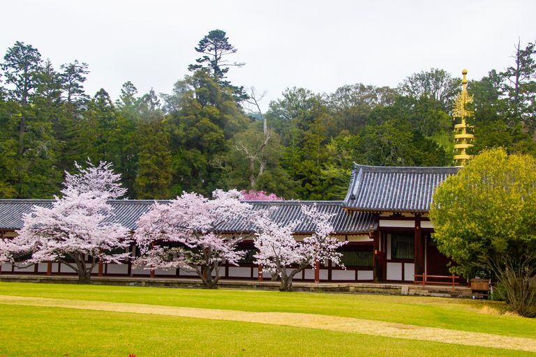 Nara Cherry Blossom Highlights Spring Day Tour from Osaka Shared Tour, Meet at Tsurutontan Soemoncho