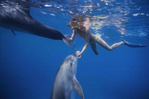 Hurghada: Excursión en barco a la Casa de los Delfines con snorkel