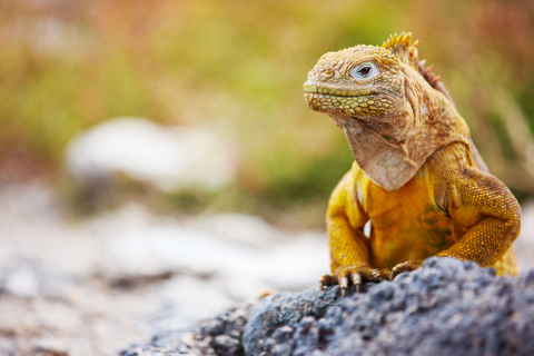 Galápagos: Santa Cruz, Navigable Bay Tour + Las Grietas