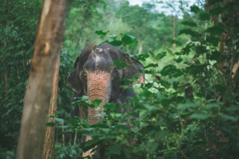 Khao Lak: Experiencia única en el Santuario Ético de Elefantes DawnKhao Lak: Experiencia Ética con Elefantes de Amanecer Único