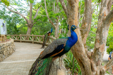 Entdecke den faszinierenden Nationalen Vogelpark auf der Isla Baru Cartagena