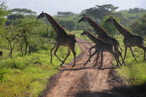 Johannesburg : 4 jours au parc national Kruger et à la rivière Blyde C