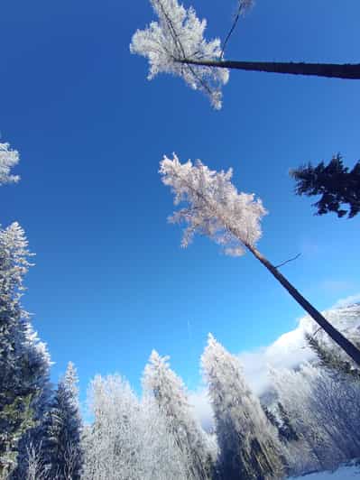 From Kosice: Presov, Spis Castle, Levoca, Strbske Pleso Tour