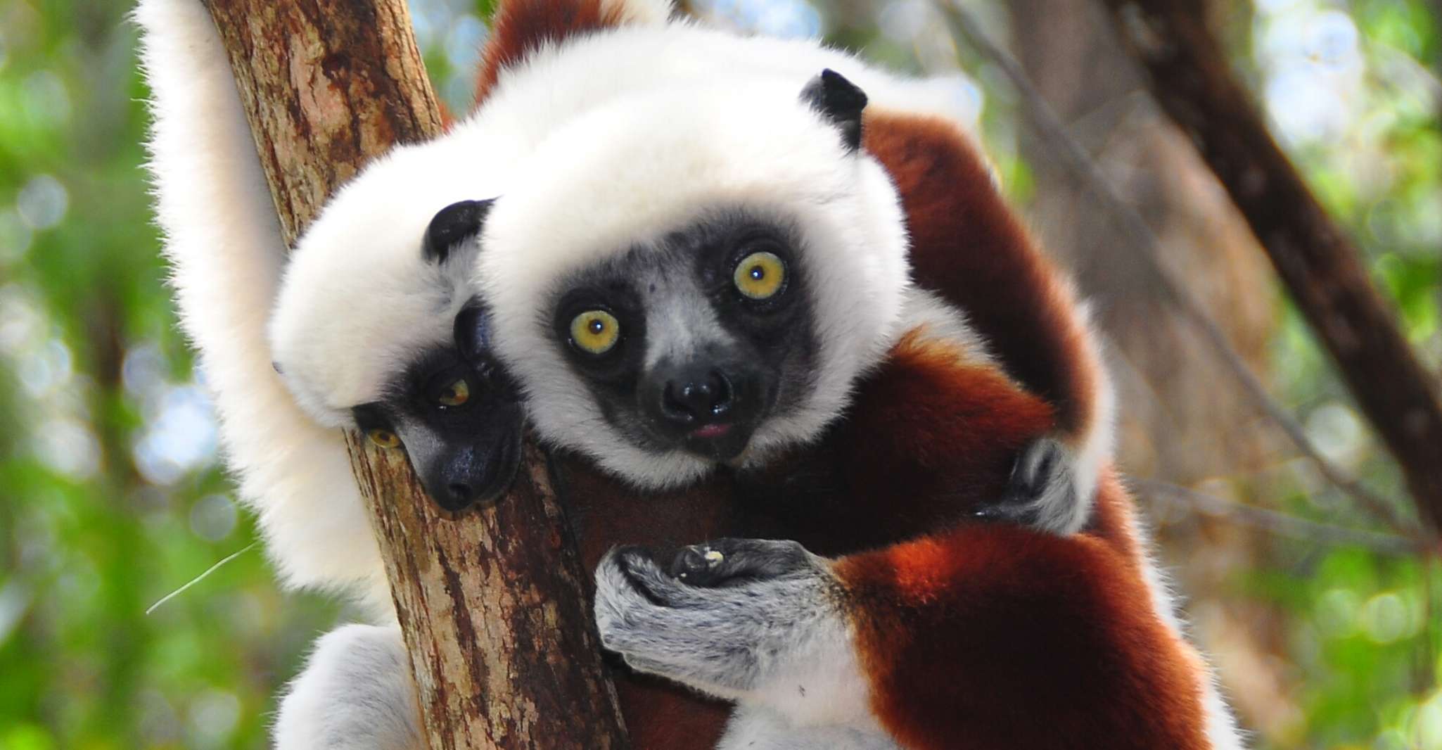 3 days -Wildlife and Lemur discovery Tour to Andasibe - Housity