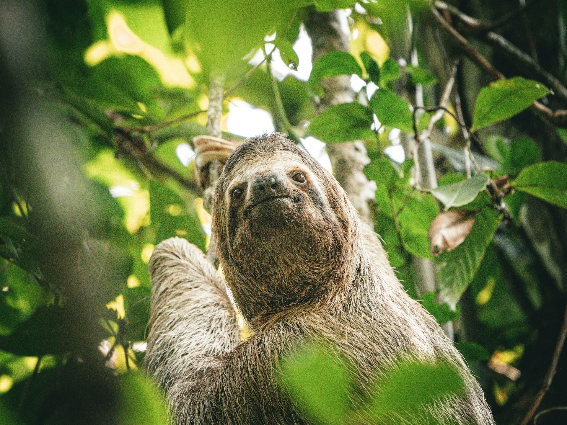 6-in-1-Tour: Cahuita-Nationalpark, Tortuguero-Kanäle & mehr