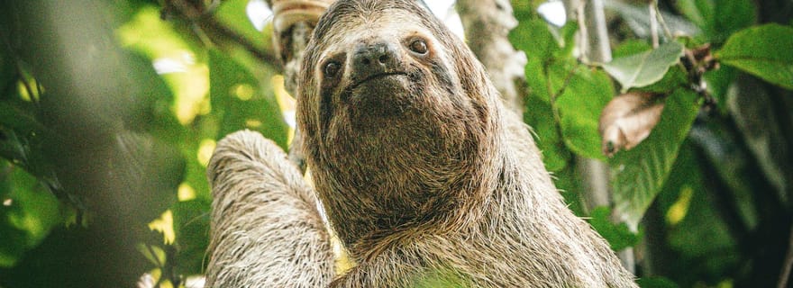 Visite 6 en 1 : parc national de Cahuita, canaux de Tortuguero et plus