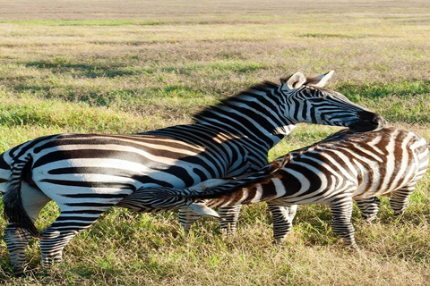 6 days Tanzania Safari tour
