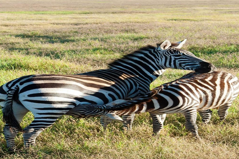 6 days Tanzania Safari tour