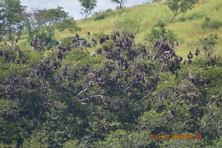Labuan Bajo: Flores Island & Komodo National Park Tour
