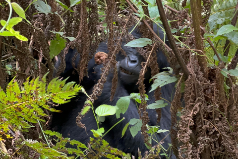 11 dagars vandring med schimpanser, gorillaspårning och djurliv