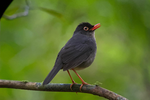 Monteverde: Bird watching tour Monteverde: Bird Watching Tour