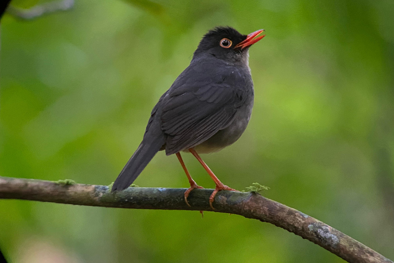 Monteverde: Vogelbeobachtungstour