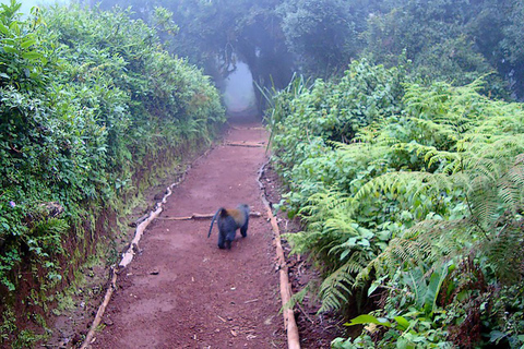 Kilimanjaro in a Day: Unforgettable Marangu Route Adventure