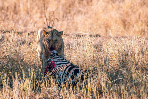 From Mombasa/Diani: Saltlick Taita Hills Sanctuary Safari