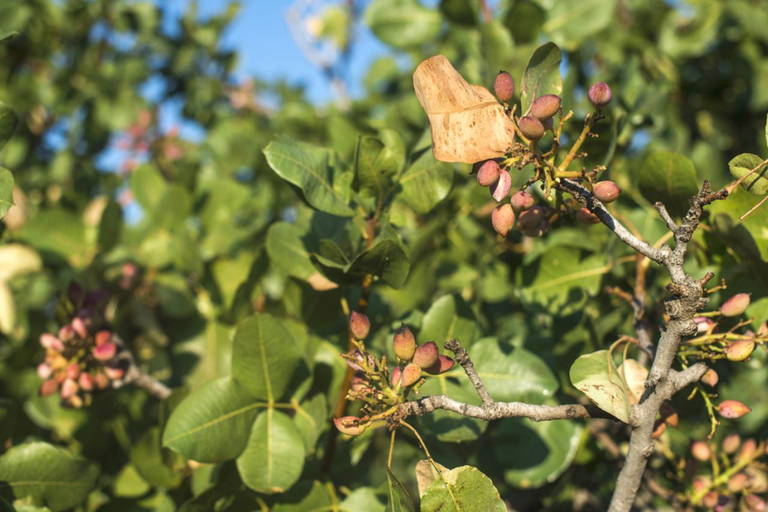From Athens: Aegina Island Day Trip with Ferry Tickets