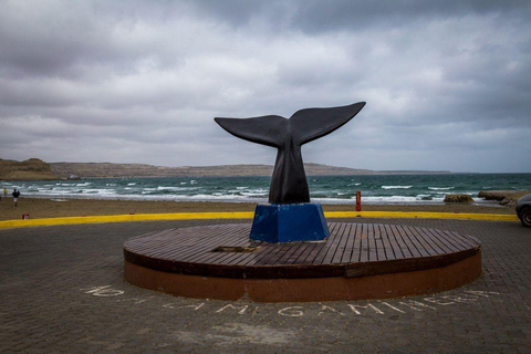 Patagonien: Peninsula Valdes Walbeobachtung