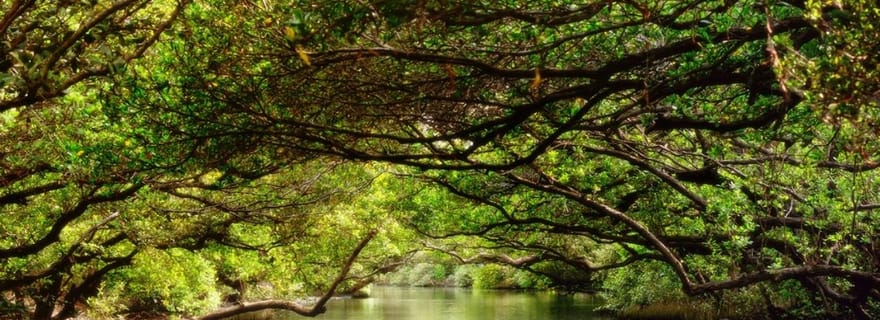 Tainan : Tour en bateau panoramique du tunnel vert de Sicao