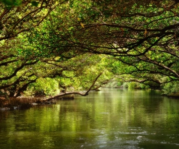 Tainan: Sicao Green Tunnel Scenic Boat Ride