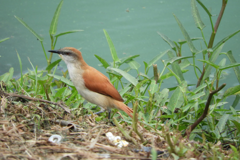 Carthagène : excursion privée d&#039;observation des oiseaux dans le Canal del dique